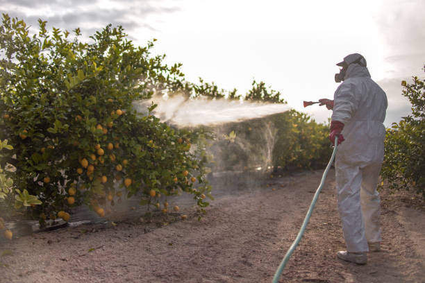 Best Pest Removal Services  in Iyanbito, NM