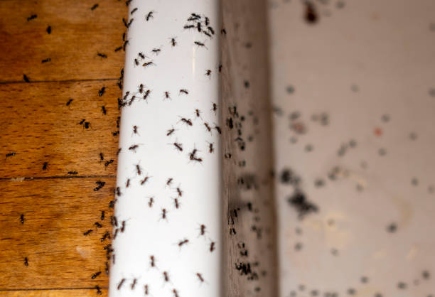 Best Pest Inspection Near Me  in Iyanbito, NM