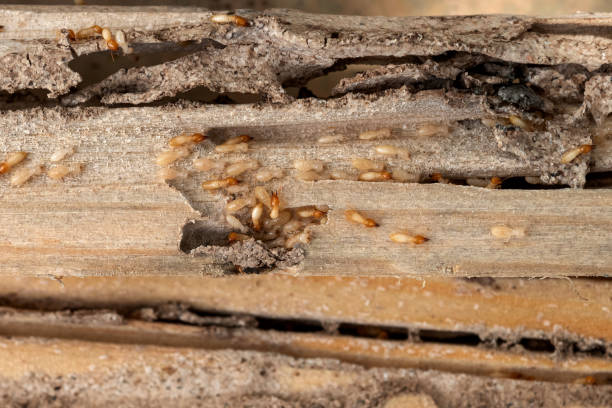 Best Wildlife Control Services  in Iyanbito, NM