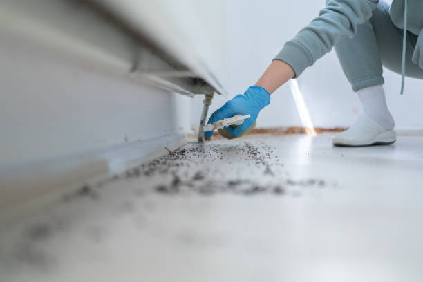 Best Wasp Removal Services  in Iyanbito, NM